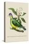 Green Pigeon and Cur Champhah of the Concan-J. Forbes-Stretched Canvas