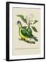 Green Pigeon and Cur Champhah of the Concan-J. Forbes-Framed Art Print