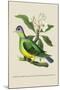 Green Pigeon and Cur Champhah of the Concan-J. Forbes-Mounted Art Print