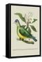 Green Pigeon and Cur Champhah of the Concan-J. Forbes-Framed Stretched Canvas