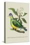 Green Pigeon and Cur Champhah of the Concan-J. Forbes-Stretched Canvas