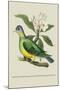 Green Pigeon and Cur Champhah of the Concan-J. Forbes-Mounted Art Print