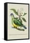 Green Pigeon and Cur Champhah of the Concan-J. Forbes-Framed Stretched Canvas