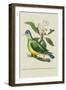 Green Pigeon and Cur Champhah of the Concan-J. Forbes-Framed Art Print