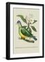 Green Pigeon and Cur Champhah of the Concan-J. Forbes-Framed Art Print