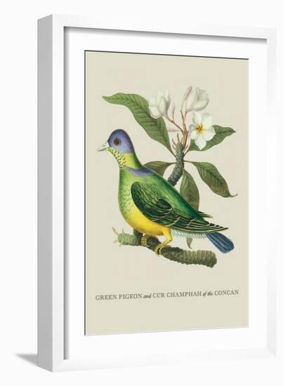 Green Pigeon and Cur Champhah of the Concan-J. Forbes-Framed Art Print