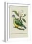 Green Pigeon and Cur Champhah of the Concan-J. Forbes-Framed Art Print