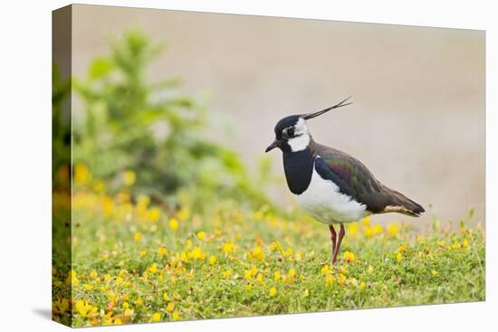 Green Plover Near Nest in Meadow-null-Stretched Canvas