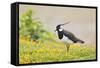 Green Plover Near Nest in Meadow-null-Framed Stretched Canvas