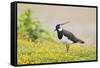 Green Plover Near Nest in Meadow-null-Framed Stretched Canvas