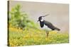 Green Plover Near Nest in Meadow-null-Stretched Canvas