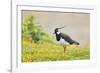 Green Plover Near Nest in Meadow-null-Framed Photographic Print