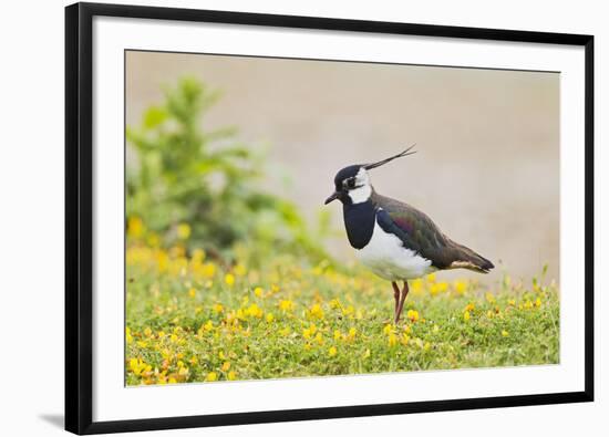 Green Plover Near Nest in Meadow-null-Framed Photographic Print