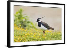 Green Plover Near Nest in Meadow-null-Framed Photographic Print