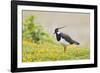 Green Plover Near Nest in Meadow-null-Framed Photographic Print