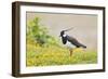 Green Plover Near Nest in Meadow-null-Framed Photographic Print