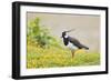 Green Plover Near Nest in Meadow-null-Framed Photographic Print