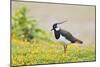 Green Plover Near Nest in Meadow-null-Mounted Photographic Print