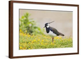 Green Plover Near Nest in Meadow-null-Framed Photographic Print