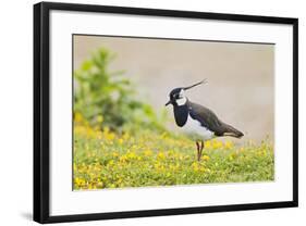 Green Plover Near Nest in Meadow-null-Framed Photographic Print