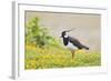 Green Plover Near Nest in Meadow-null-Framed Photographic Print