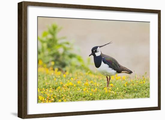 Green Plover Near Nest in Meadow-null-Framed Photographic Print