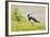 Green Plover Near Nest in Meadow-null-Framed Photographic Print