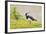 Green Plover Near Nest in Meadow-null-Framed Photographic Print