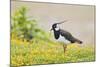 Green Plover Near Nest in Meadow-null-Mounted Photographic Print