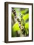 Green Plumed Basilisk Lizard (Basiliscus plumifrons), Boca Tapada, Alajuela Province, Costa Rica-Matthew Williams-Ellis-Framed Photographic Print