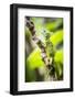 Green Plumed Basilisk Lizard (Basiliscus plumifrons), Boca Tapada, Alajuela Province, Costa Rica-Matthew Williams-Ellis-Framed Photographic Print