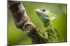 Green Plumed Basilisk Lizard (Basiliscus plumifrons), Boca Tapada, Alajuela Province, Costa Rica-Matthew Williams-Ellis-Mounted Photographic Print