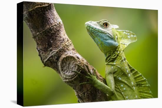 Green Plumed Basilisk Lizard (Basiliscus plumifrons), Boca Tapada, Alajuela Province, Costa Rica-Matthew Williams-Ellis-Stretched Canvas