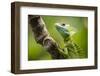 Green Plumed Basilisk Lizard (Basiliscus plumifrons), Boca Tapada, Alajuela Province, Costa Rica-Matthew Williams-Ellis-Framed Photographic Print