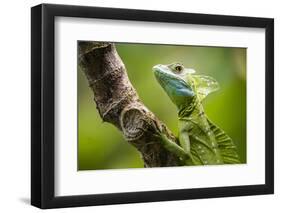 Green Plumed Basilisk Lizard (Basiliscus plumifrons), Boca Tapada, Alajuela Province, Costa Rica-Matthew Williams-Ellis-Framed Photographic Print