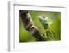 Green Plumed Basilisk Lizard (Basiliscus plumifrons), Boca Tapada, Alajuela Province, Costa Rica-Matthew Williams-Ellis-Framed Photographic Print