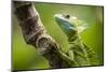 Green Plumed Basilisk Lizard (Basiliscus plumifrons), Boca Tapada, Alajuela Province, Costa Rica-Matthew Williams-Ellis-Mounted Photographic Print