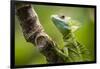 Green Plumed Basilisk Lizard (Basiliscus plumifrons), Boca Tapada, Alajuela Province, Costa Rica-Matthew Williams-Ellis-Framed Photographic Print