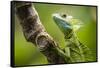 Green Plumed Basilisk Lizard (Basiliscus plumifrons), Boca Tapada, Alajuela Province, Costa Rica-Matthew Williams-Ellis-Framed Stretched Canvas