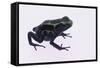 Green Poison Arrow Frog-DLILLC-Framed Stretched Canvas