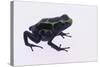 Green Poison Arrow Frog-DLILLC-Stretched Canvas