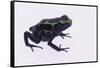 Green Poison Arrow Frog-DLILLC-Framed Stretched Canvas