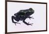 Green Poison Arrow Frog-DLILLC-Framed Photographic Print