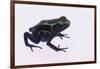 Green Poison Arrow Frog-DLILLC-Framed Photographic Print