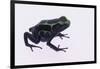 Green Poison Arrow Frog-DLILLC-Framed Photographic Print