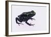 Green Poison Arrow Frog-DLILLC-Framed Photographic Print