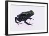 Green Poison Arrow Frog-DLILLC-Framed Photographic Print