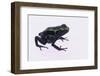 Green Poison Arrow Frog-DLILLC-Framed Photographic Print