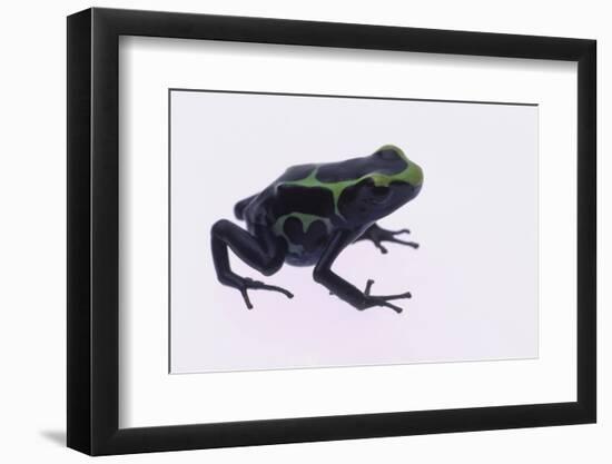 Green Poison Arrow Frog-DLILLC-Framed Photographic Print