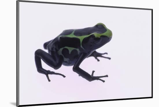 Green Poison Arrow Frog-DLILLC-Mounted Photographic Print